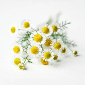 Feverfew - Tetra White - Flowers - stems